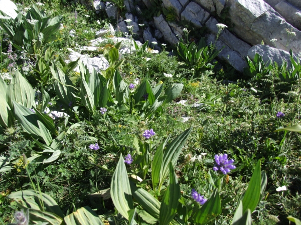 Campanula foliosa / Campanula meridionale